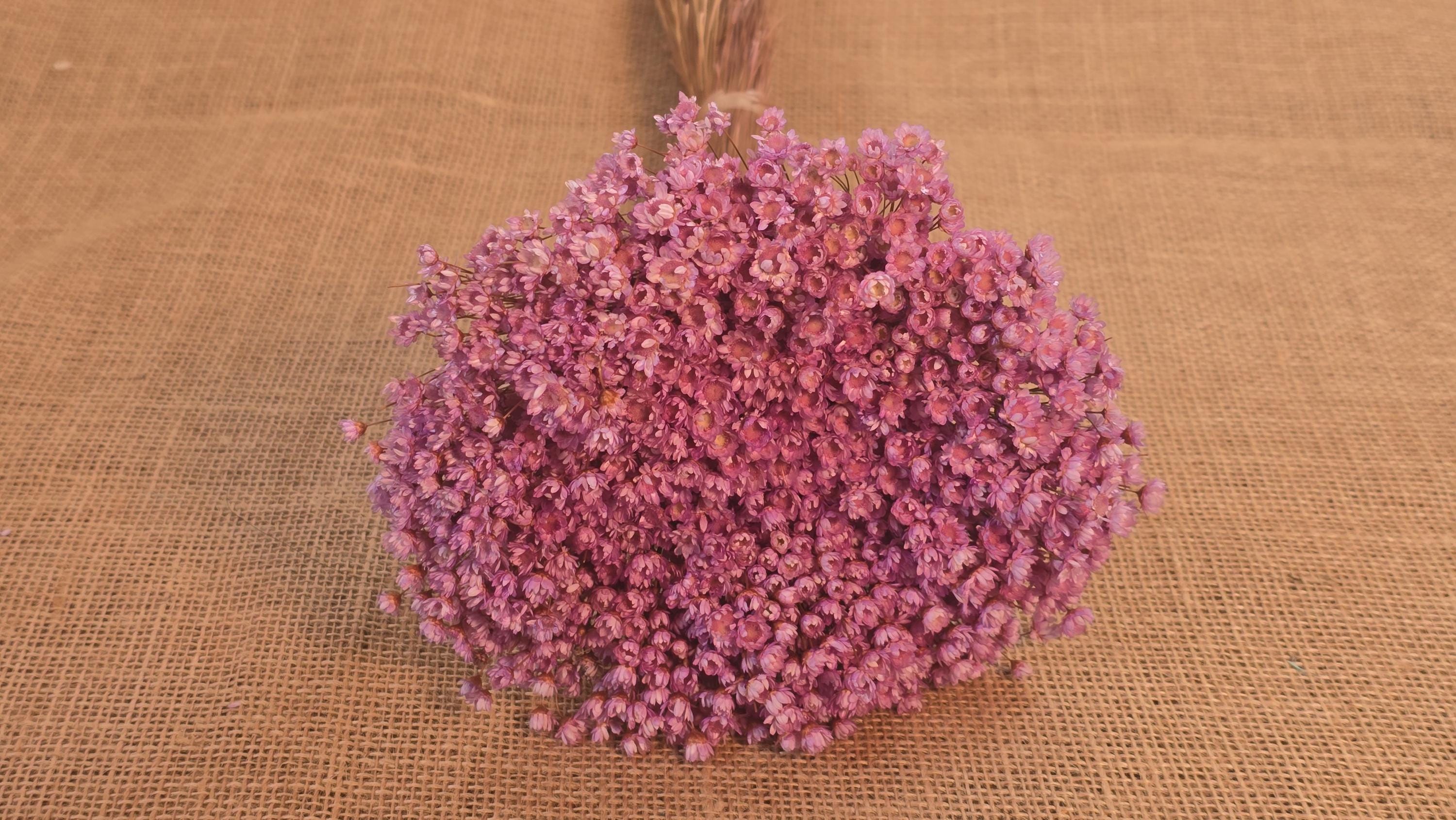 Pastel Dried Star Flowers: Wedding & Home Decor, 12" Tall